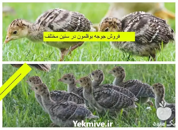 قیمت خرید جوجه بوقلمون در شیراز در گروه مرغ و خروس و بوقلمون و اردک قو قاز در یکمیوه -عکس1