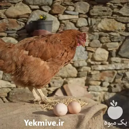 فروش مرغ بومی گلپایگانی اصلاح شده در هرمز در گروه مرغ و خروس و بوقلمون و اردک قو قاز در یکمیوه -عکس1