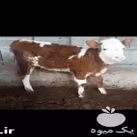 گوساله ماده فروش گوساله در کرمان  در گروه گاو و گوسفند و میش و بز کهره گوساله در یکمیوه