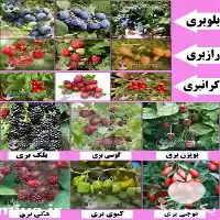 فروش ارقام مختلف نهال های خاص در قزوین در گروه خرید و فروش میوه استوایی در یکمیوه