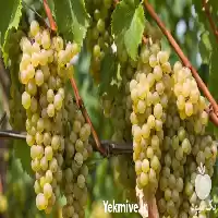 قیمت خرید انواع نهال انگور در گروه خرید و فروش نهالستان در یکمیوه
