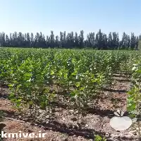 قیمت خرید توزیع نهال درخت صنوبر در قزوین در گروه خرید و فروش نهال درخت در یکمیوه