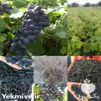 قیمت خرید ویژه نهال انگور ترکمن 4 در مشهد در گروه خرید و فروش انگور در یکمیوه
