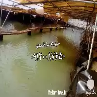 قیمت خرید پروژه مخازن پرورش میگو در گرگان در گروه انواع محصولات شیلات در یکمیوه