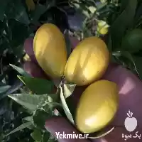 فروش عرضه انواع نهال لیمو ترش در ساری در گروه خرید و فروش نهال در یکمیوه