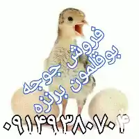 قیمت خرید جوجه بوقلمون برنزه در ارومیه در گروه مرغ و خروس و بوقلمون و اردک قو قاز در یکمیوه