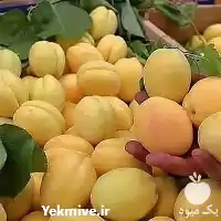 فروش معتبرترین تولید کننده نهال زردآلو در ارومیه در گروه خرید و فروش نهال در یکمیوه