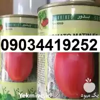 بذر گوجه فرنگی متین پر فروش در گروه خرید و فروش گوجه فرنگی در یکمیوه