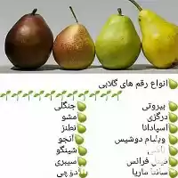 تولید و فروش عمده نهال گلابی در گروه خرید و فروش نهال گلابی در یکمیوه