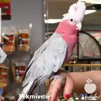 قیمت خرید تخم نطفه دار در هرمز در گروه انواع تخم ها در یکمیوه