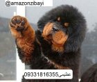 سگ تبتی اصیل _ماستیف تبتی_سگ در محمدشهر در گروه سگ و گربه در یکمیوه