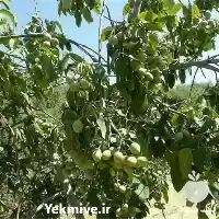 فروش نهال گردو چندلر در تبریز در گروه خرید و فروش نهال گردو در یکمیوه