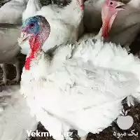 فروش تخم بوقلمون نطفه دار تضمین در گروه انواع تخم ها در یکمیوه