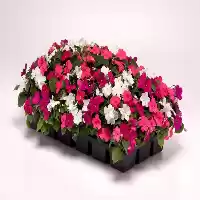 قیمت خرید عرضه بذر گل در بوشهر در گروه خرید و فروش گیاهان زینتی در یکمیوه