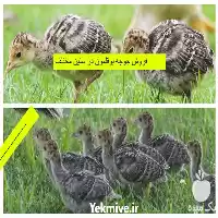 قیمت خرید جوجه بوقلمون در شیراز در گروه مرغ و خروس و بوقلمون و اردک قو قاز در یکمیوه