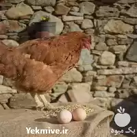 فروش مرغ بومی گلپایگانی اصلاح شده در هرمز در گروه مرغ و خروس و بوقلمون و اردک قو قاز در یکمیوه