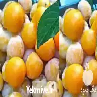خرید نهال آلو قطره طلای پایه در ارومیه در گروه خرید و فروش نهال در یکمیوه