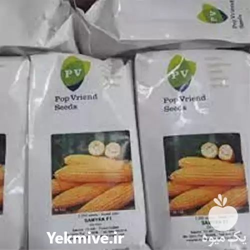 قیمت خرید بذر ذرت میامی در همدان در گروه خرید و فروش بذر ذرت در یکمیوه -عکس1