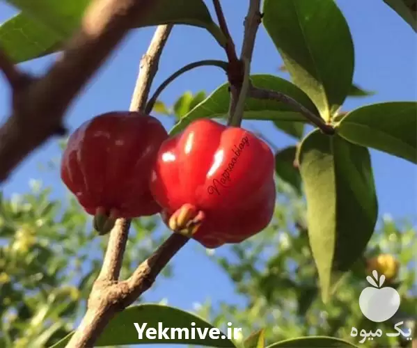 تولید فروش نهال گیلاس سورینام در گروه خرید و فروش نهال میوه در یکمیوه -عکس1