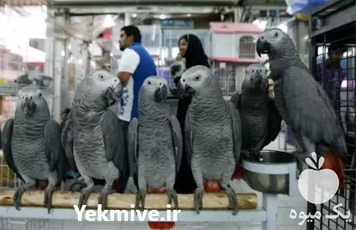 قیمت خرید تخم نطفه دار طوطی در اردبیل در گروه انواع تخم ها در یکمیوه -عکس1