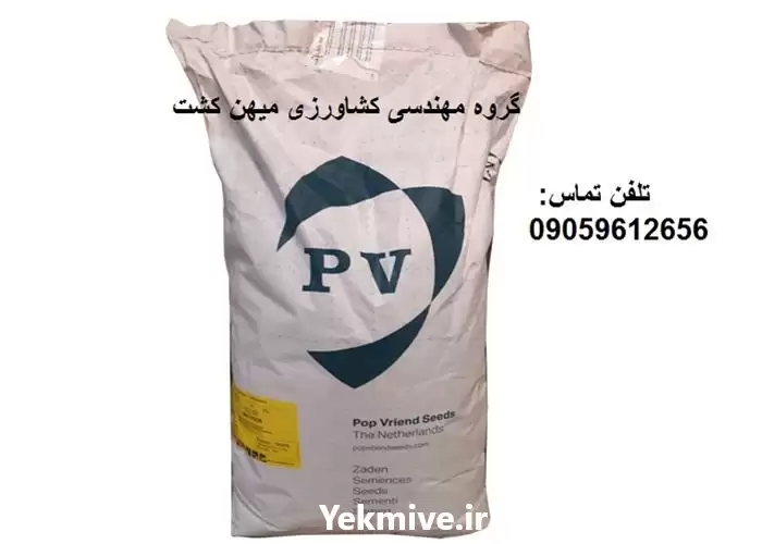 قیمت خرید بذر اسفناج ماتادور در قزوین در گروه خرید و فروش انواع بذر در یکمیوه -عکس1