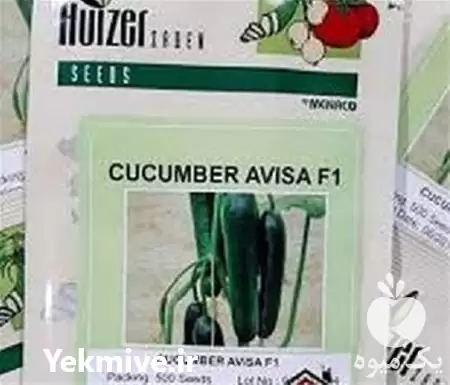 قیمت خرید بذر خیار آویسا اصل در تهران در گروه خرید و فروش بذر خیار در یکمیوه -عکس1