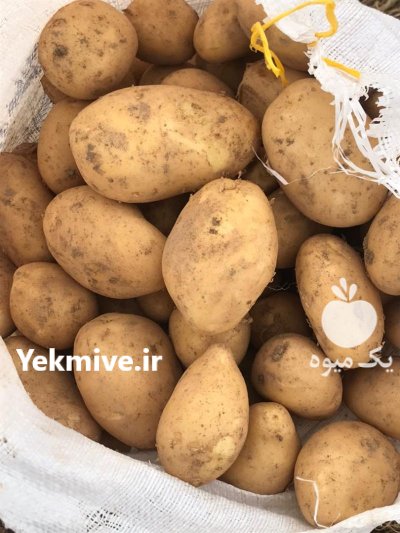 فروش سیب زمینی خوراکی دوناتا در گروه خرید و فروش سیب زمینی در یکمیوه -عکس1