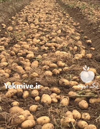 سلطان تناژ در اردبیل در گروه خرید و فروش سیب زمینی در یکمیوه -عکس1