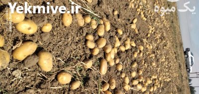 سلطان تناژ در اردبیل در گروه خرید و فروش سیب زمینی در یکمیوه -عکس1