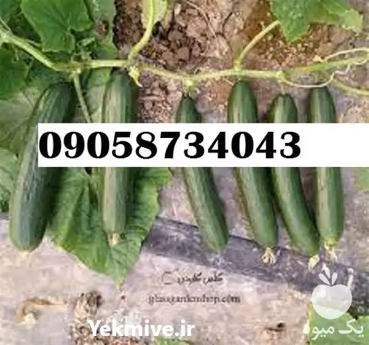 بذر خیار بذر هیمالیا پر فروش در کرمان  در گروه خرید و فروش بذر خیار در یکمیوه -عکس1