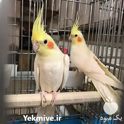 قیمت خرید عرضه ویژه تخم نطفه در رشت در گروه انواع تخم ها در یکمیوه -عکس1