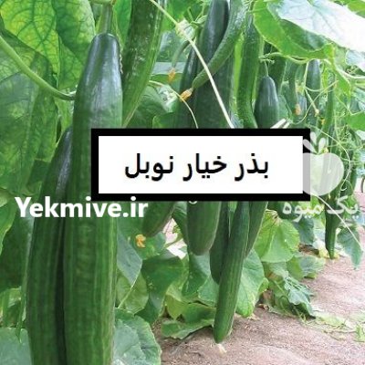 فروش بذر خیار هیبرید نوبل NOBEL در اهواز در گروه خرید و فروش بذر خیار در یکمیوه -عکس1