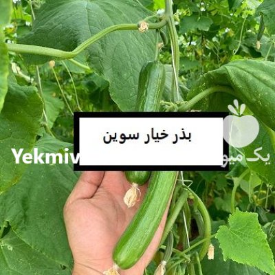 فروش بذر خیار پرگل SEVIN در اهواز در گروه خرید و فروش بذر خیار در یکمیوه -عکس1