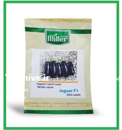 فروش بذر بادمجان قلمی هیبرید جگوار در اهواز در گروه خرید و فروش بذر بادمجان در یکمیوه -عکس1