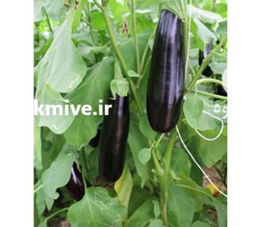 فروش بذر بادمجان قلمی اسکارلاتی در اهواز در گروه خرید و فروش بذر بادمجان در یکمیوه -عکس1