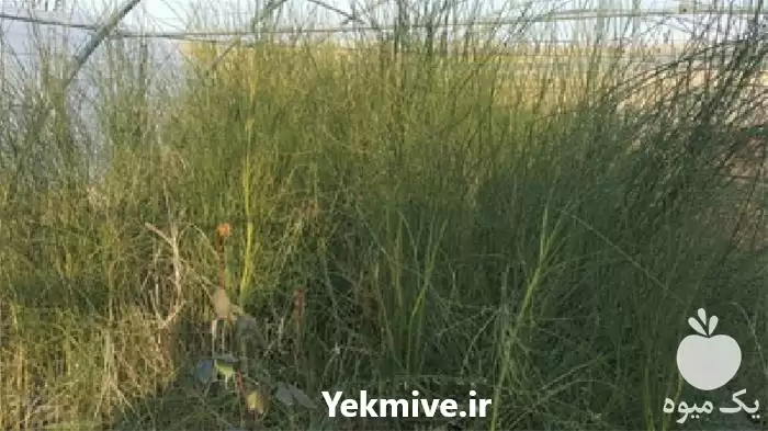 فروش درختچه زینتی در رشت در گروه خرید و فروش گیاهان زینتی در یکمیوه -عکس1