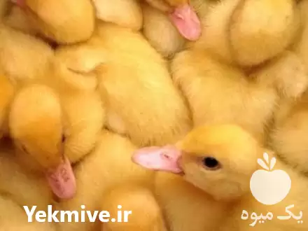خرید و فروش جوجه اردک در تهران در گروه مرغ و خروس و بوقلمون و اردک قو قاز در یکمیوه -عکس1
