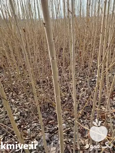 قیمت خرید نهال گیلاس در گروه خرید و فروش نهال میوه در یکمیوه -عکس1