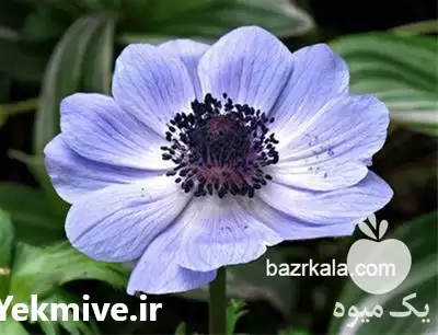 فروش بذر گل شقایق فروش بذر در اصفهان در گروه خرید و فروش گیاهان زینتی در یکمیوه -عکس1