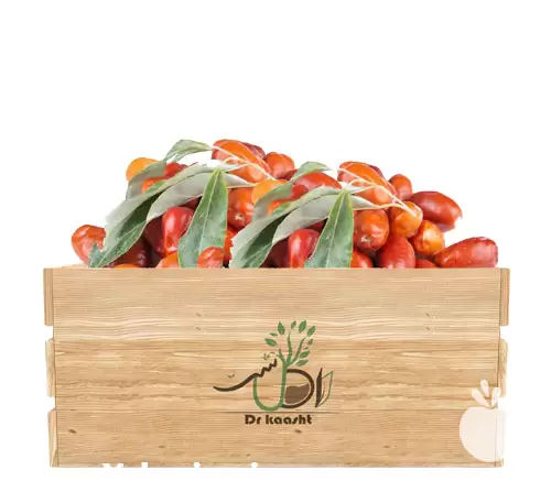 قیمت خرید عمده نهال سنجد قزل در اصفهان در گروه خرید و فروش نهال در یکمیوه -عکس1