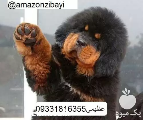 قیمت خرید فروش سگ در کرج در گروه سگ و گربه در یکمیوه -عکس1