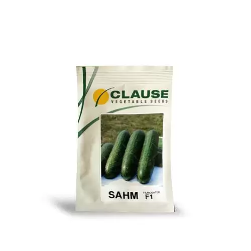 فروش خرید بذر خیار کلوز در شیراز در گروه خرید و فروش بذر خیار در یکمیوه -عکس1