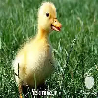 فروش خرید جوجه اردک در گروه مرغ و خروس و بوقلمون و اردک قو قاز در یکمیوه