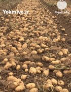 سلطان تناژ در اردبیل در گروه خرید و فروش سیب زمینی در یکمیوه