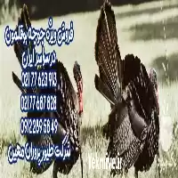 فروش بوقلمون زنده بدون بیماری در تهران در گروه مرغ و خروس و بوقلمون و اردک قو قاز در یکمیوه