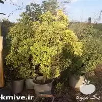 عرضه درختچه زینتی انواع شمشاد طلایی در ساری در گروه سازنده در یکمیوه