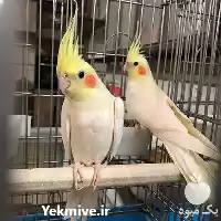 قیمت خرید عرضه ویژه تخم نطفه در رشت در گروه انواع تخم ها در یکمیوه