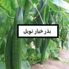 فروش بذر خیار هیبرید نوبل NOBEL در اهواز در گروه خرید و فروش بذر خیار در یکمیوه