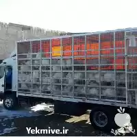 خرید بوقلمون کشتاری و جوجه بوقلمون در تهران در گروه مرغ و خروس و بوقلمون و اردک قو قاز در یکمیوه
