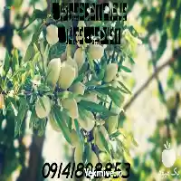 فروش نهال بادام کاغذی دیرگل تضمینی در گروه خرید و فروش نهال بادام در یکمیوه